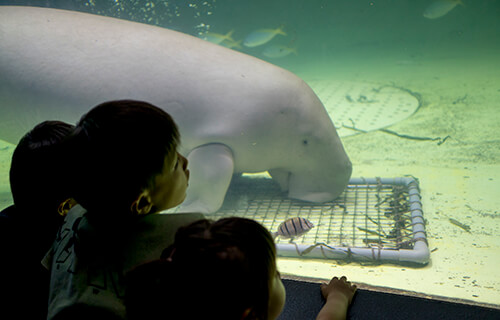 鳥羽水族館の画像